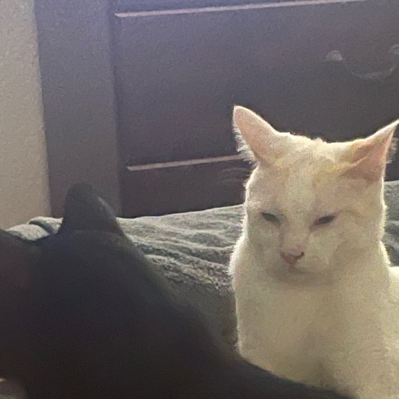 Meet your Posher, Catherine - Picture 1 of 1